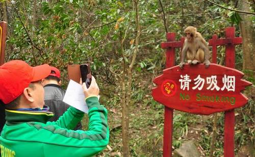 ZJJ Wulingyuan Monkey Advocates Civilized Travel