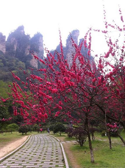 ZJJ National Forest Park Witnessed a Beautiful Blooming Peach Blossoms