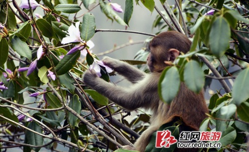 ZJJ Wulingyuan’s Beautiful Azaleas Attracted a Cute Monkey’s Attention