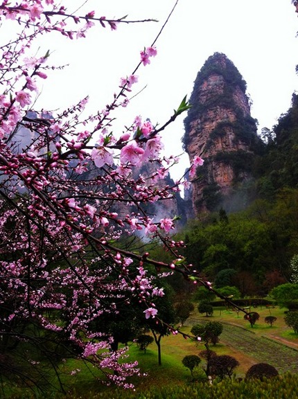 Zhangjiajie National Forest Park Has Peach Blossom