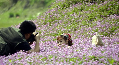 A Sea of Purple Blooming Milk Velches Attracted Many Guest to Zhangjiajie