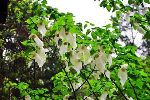 ZJJ Wulingyuan Appeared Beautiful Blooming Pigeon Flowers 　