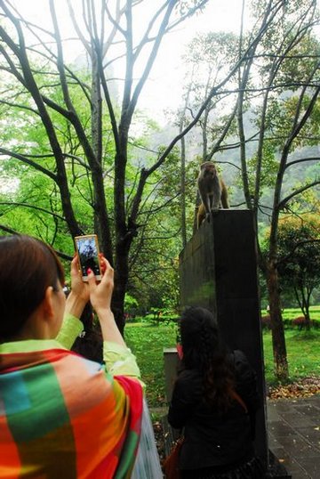 ZJJ National Forest Park Witness a Hot of Spring Trip Since April