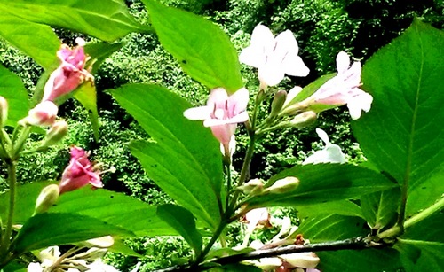 ZJJ Baizhang Gorge’s flower changing color to be a weigela florida
