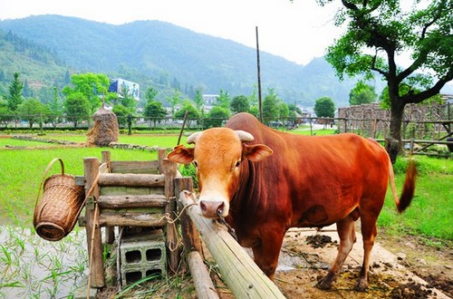 Wulingyuan Pastoral Scenery Attracts Tourists from Home and Abroad