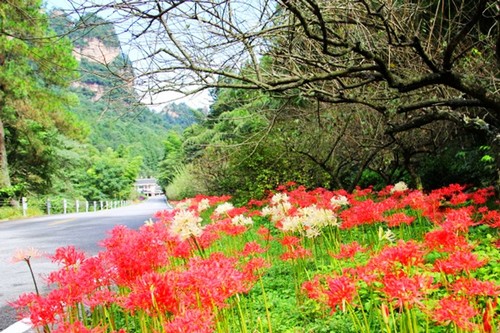 Beautiful Shorttube Lycoris Are in Blossom in ZJJ Wulingyuan