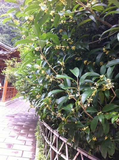 ZJJ National Forest Park is full of Sweet Osmanthus During Autumn