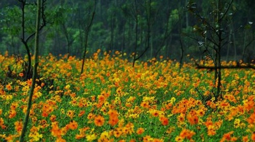 Zhangjiajie Laodao Bay Welcomed Guests with Blooming flowers