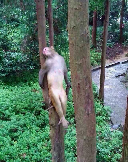 Wild monkeys in ZJJ National Forest Park attracts numerous visitors