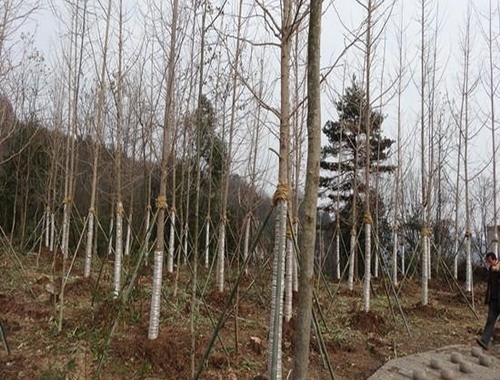 A Brand New Spotlight on ZJJ Tianzi Mountain