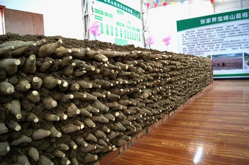 ZJJ Baofeng Mount’s Kudzu Plating Achieved a Great Harvest