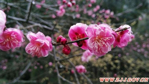 Zhangjiajie National Forest Park with Full Blooms to welcome the Visitors