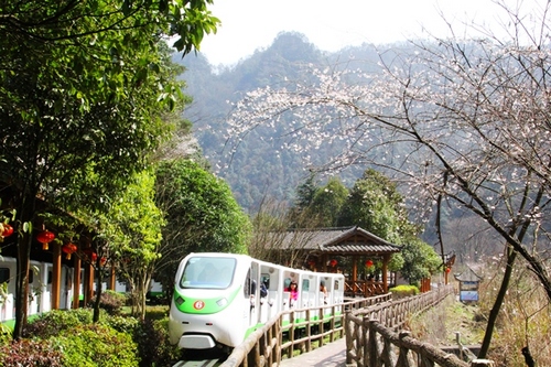 Sakura has a Wonderful Blossoms in Ten-miles Gallery