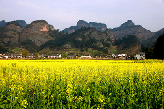 Lanshan to Hold Pear Blossom Appreciation Activity