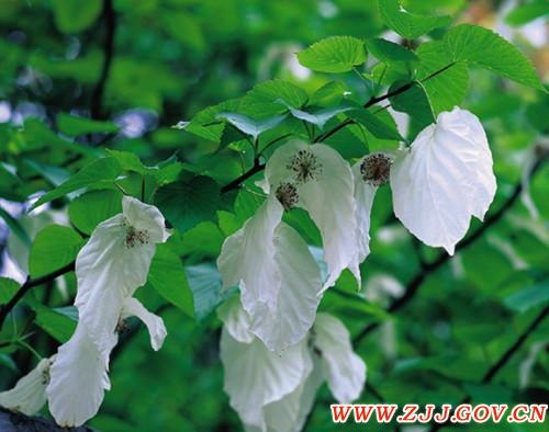 ZJJ Tianmenshan All-around Opened and “Tianmen Fox Fairy” Replayed