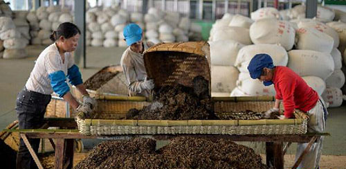 Hunan Anhua, the Hometown of Dark Tea Becomes Tourist's New Favorite