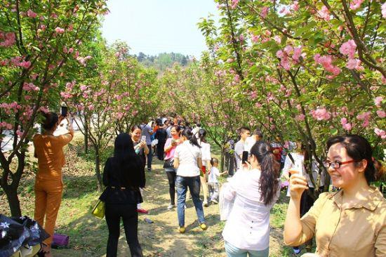 Tourists Enjoy Cherry Blossom in Hongjiang Ancient Town