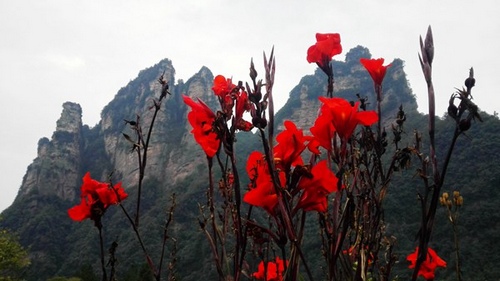 ZJJ Wulingyuan Chestnut Mountain shows Intoxicate Autumn Scenery