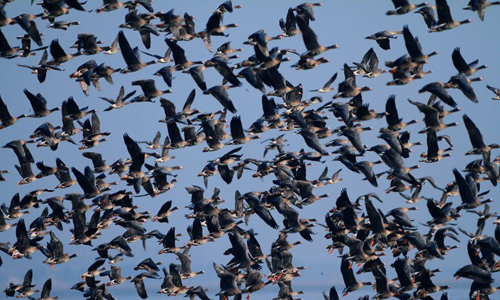 Hunan Dongting Lake Bird-watching Festival to Start