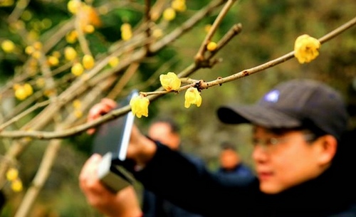 Zhangjiajie Huanglong Hole, Wintersweet bloomed on New Year Holiday