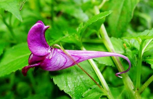 Lobster Flowers in Zhangjiajie Wulingyuan area