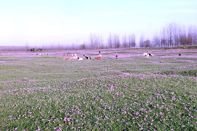 Picturesque Grassland in Changde,Hunan