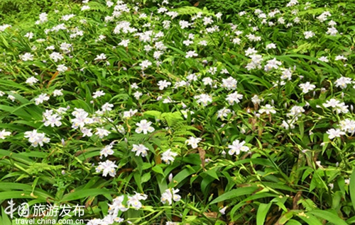 Blooming Irises in Zhangjiajie core scenic spot