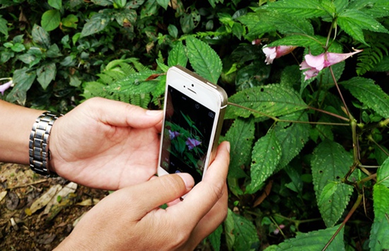 Zhangjiajie lobster flower in Golden whip stream
