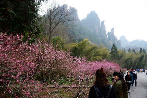 Zhangjiajie Huangshi village plum flower garden