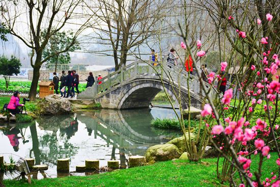 The plum blossom attracts visitors in Zhangjiajie spring