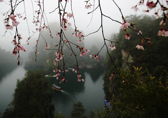 Zhangjiajie spring flowers in Baofeng Lake