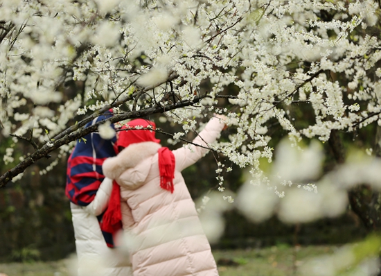 Zhangjiajie pear flowers attracts visitors