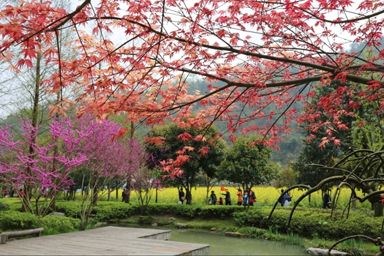 Zhangjiajie spring tour for maple leaf