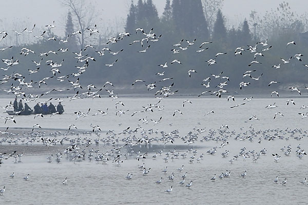 More Water Birds Overwinter in Dongting Lake