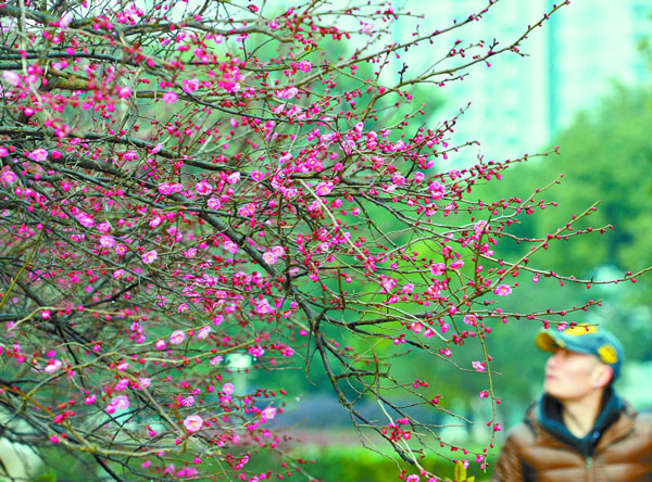 Red Plum Blossoms in Freezing Cold Weather in Changsha