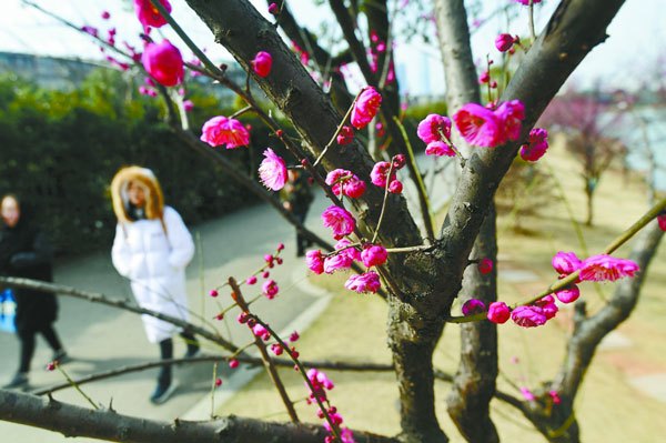 Flowers Blossom at Day of “Lichun”