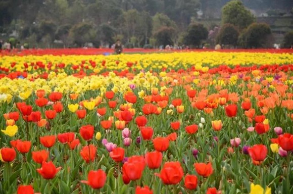 Hunan World Famous Flowers Eco-cultural Festival