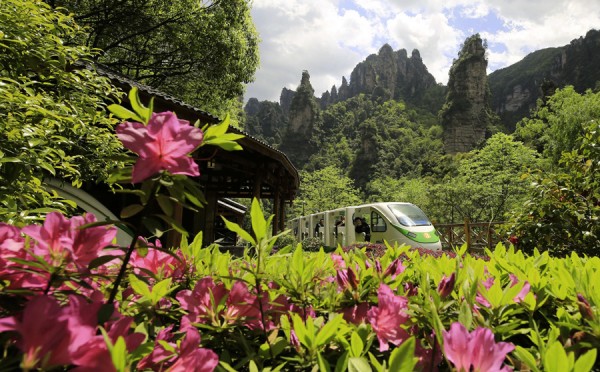 Spring Flowery Scene in Zhangjiajie