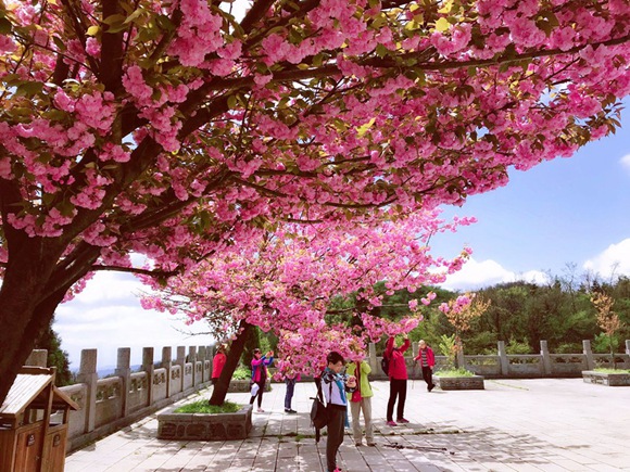 Spring is coming, Tianmenshan flowers rush to open