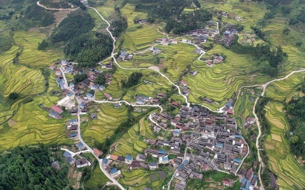 Ariel View of Hongjiang Paddy Fields