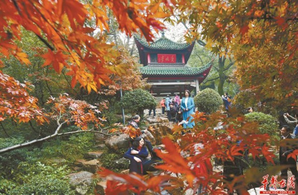 Yuelu Mountain Enters Best Maple Tree Watching Season