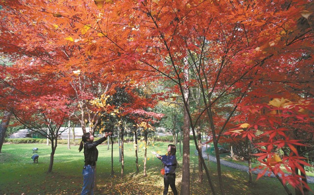 Amazing Maple Leaves Scene in Zhangjiajie