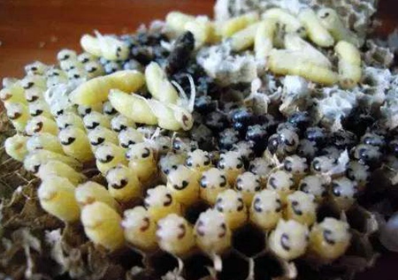 Honey Bee Pupae