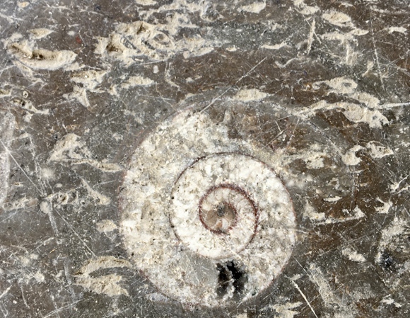 Ancient marine life fossils on pavements add beauty to Central China