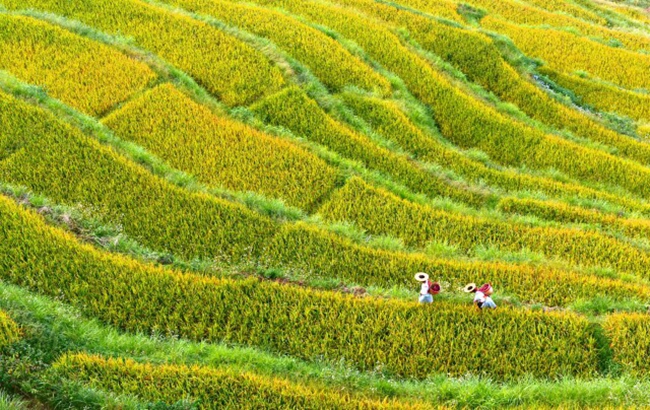 12 Hunan Villages Included in 2023 China's Beautiful Leisure Countryside List