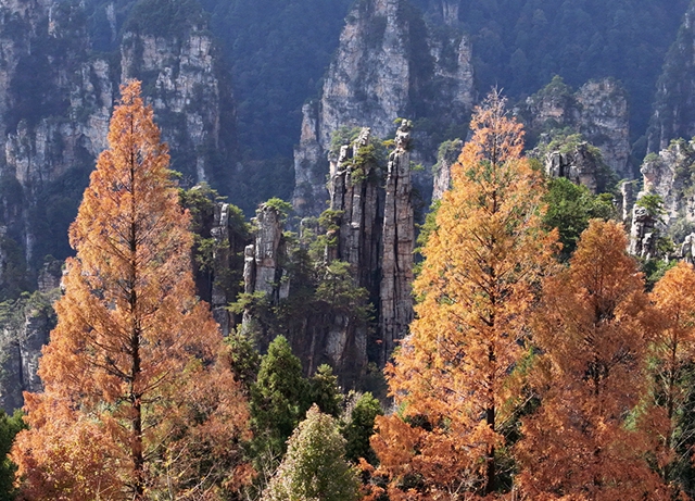 Wulingyuan Tianzi mountain's autumn flourish attracts tourists