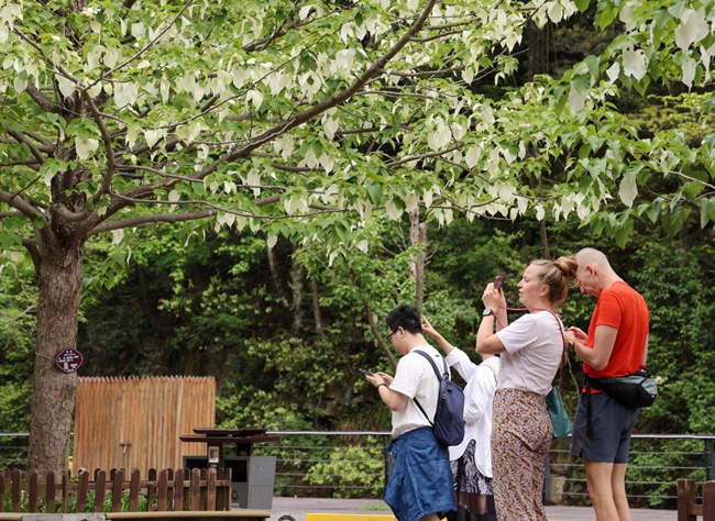 Dove trees bloom in Zhangjiajie park's spring spectacle