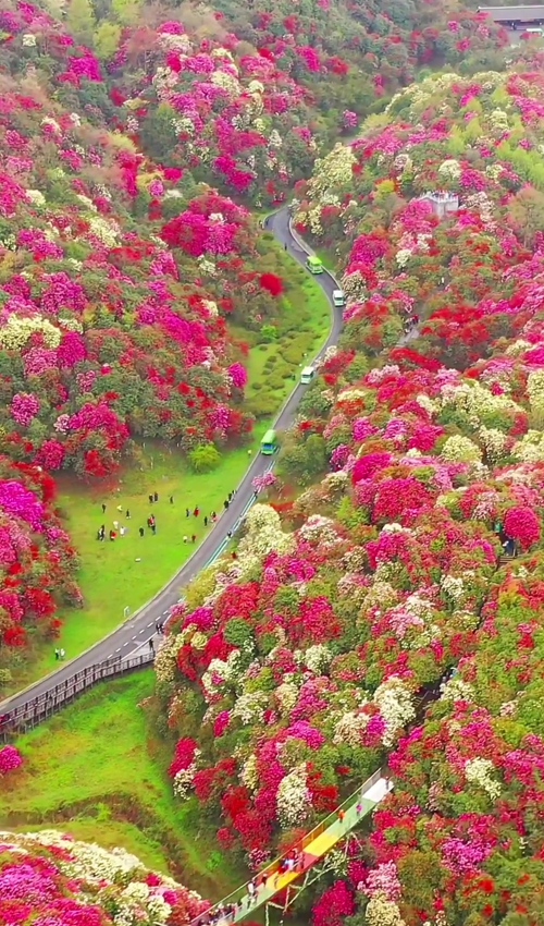 5D4N Flower tour for Guiyang-Pingba(Cherry Blossom)-Bijie(Azelea Flower)-Huangguoshu