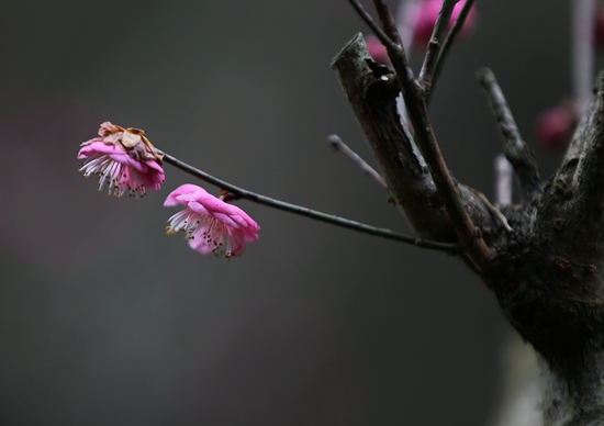 The plum blossoms of Huangshizhai Meiyuan greet the arrival of spring