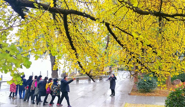 Changsha Enters Best Time to View Colorful Leaves